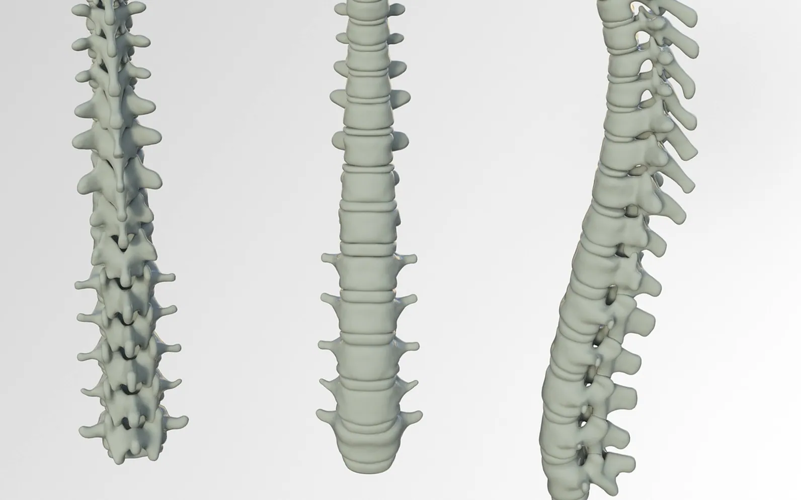 Spine, bone and back pain